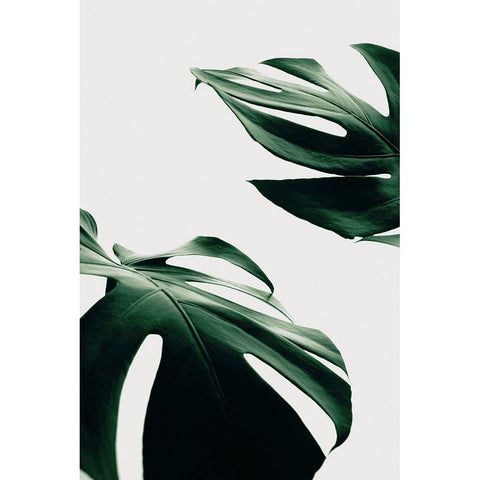 Monstera Natural 11 Black Modern Wood Framed Art Print with Double Matting by Artographie Studio