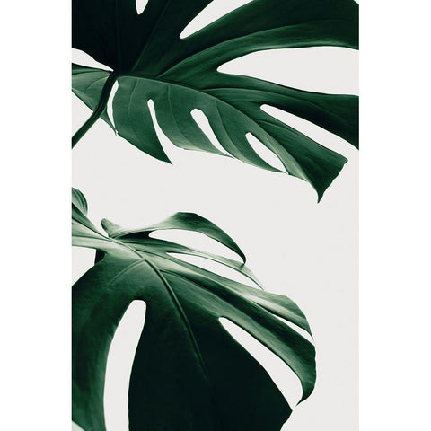 Monstera Natural 12 Black Modern Wood Framed Art Print with Double Matting by Artographie Studio