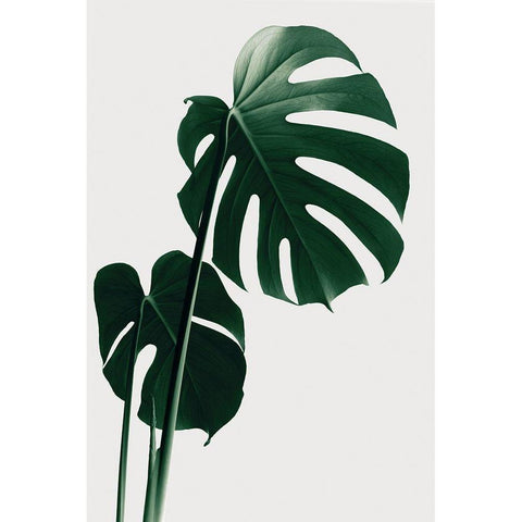 Monstera Natural 16 Black Modern Wood Framed Art Print with Double Matting by Artographie Studio