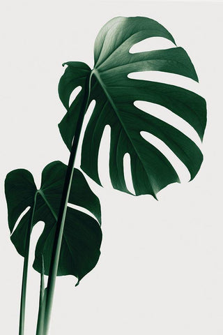 Monstera Natural 16 White Modern Wood Framed Art Print with Double Matting by Artographie Studio