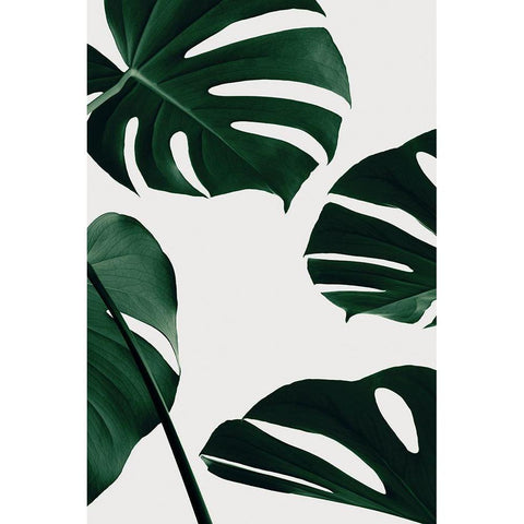 Monstera Natural 20 Black Modern Wood Framed Art Print with Double Matting by Artographie Studio