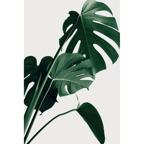 Monstera Natural 22 Black Modern Wood Framed Art Print with Double Matting by Artographie Studio