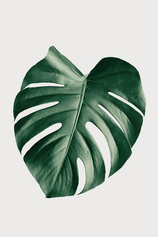 Monstera Natural 23 White Modern Wood Framed Art Print with Double Matting by Artographie Studio