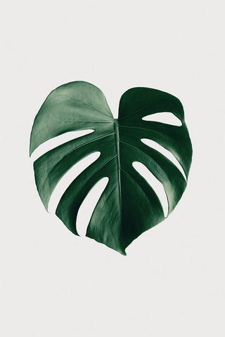 Monstera Natural 24 White Modern Wood Framed Art Print with Double Matting by Artographie Studio