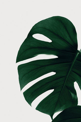 Monstera Natural 30 White Modern Wood Framed Art Print with Double Matting by Artographie Studio