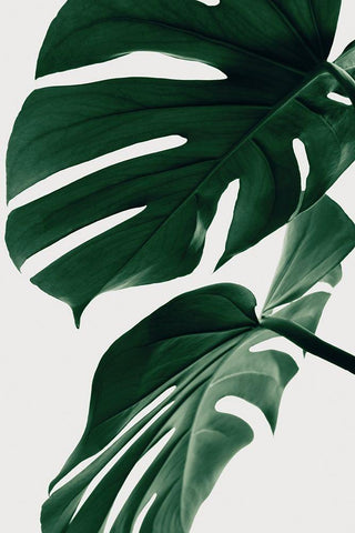 Monstera Natural 31 White Modern Wood Framed Art Print with Double Matting by Artographie Studio