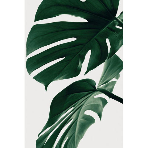 Monstera Natural 31 White Modern Wood Framed Art Print by Artographie Studio