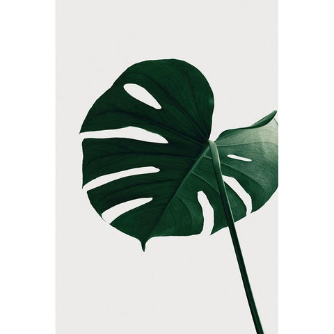 Monstera Natural 33 Black Modern Wood Framed Art Print with Double Matting by Artographie Studio