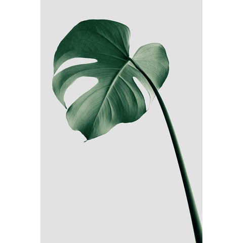 Monstera Natural 36 White Modern Wood Framed Art Print by Artographie Studio