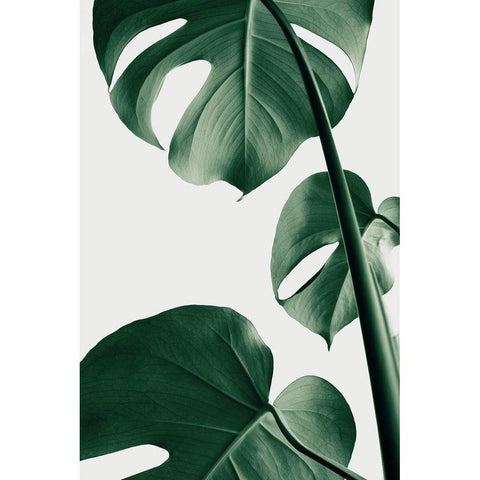 Monstera Natural 37 White Modern Wood Framed Art Print by Artographie Studio