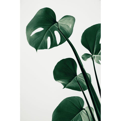 Monstera Natural 38 Black Modern Wood Framed Art Print with Double Matting by Artographie Studio