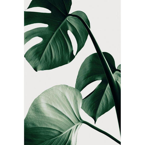 Monstera Natural 42 Black Modern Wood Framed Art Print with Double Matting by Artographie Studio