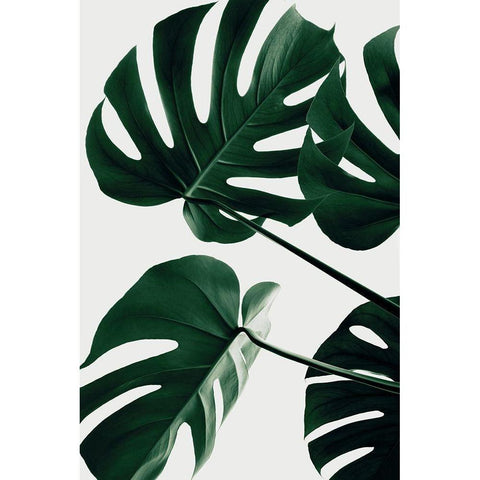 Monstera Natural 43 Black Modern Wood Framed Art Print with Double Matting by Artographie Studio