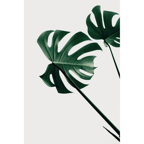 Monstera Natural 47 Black Modern Wood Framed Art Print with Double Matting by Artographie Studio