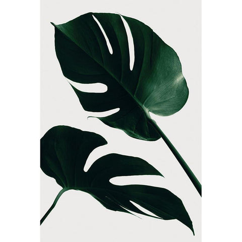 Monstera Natural 45 Black Modern Wood Framed Art Print with Double Matting by Artographie Studio