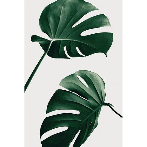 Monstera Natural 46 Black Modern Wood Framed Art Print with Double Matting by Artographie Studio