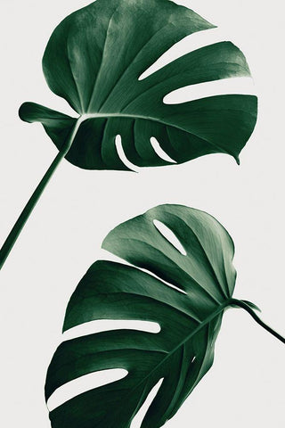 Monstera Natural 46 White Modern Wood Framed Art Print with Double Matting by Artographie Studio