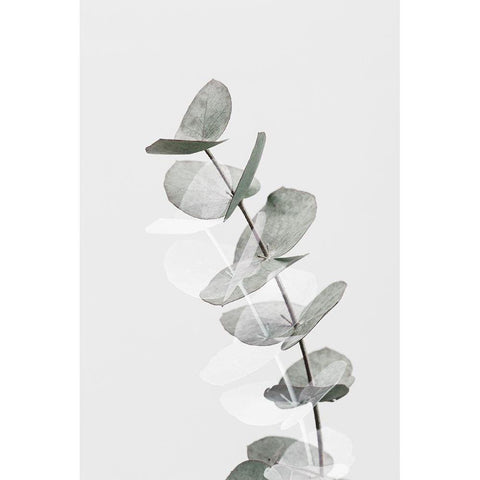 Eucalyptus Creative 05 Black Modern Wood Framed Art Print with Double Matting by Artographie Studio