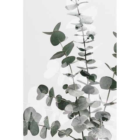 Eucalyptus Creative 06 White Modern Wood Framed Art Print by Artographie Studio