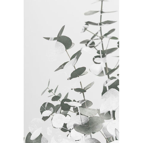 Eucalyptus Creative 10 White Modern Wood Framed Art Print by Artographie Studio