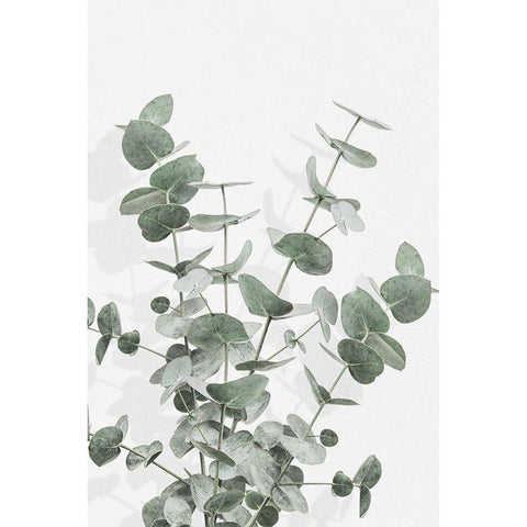 Eucalyptus Creative 16 White Modern Wood Framed Art Print by Artographie Studio