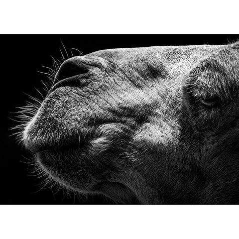 Camel White Modern Wood Framed Art Print by Sultan