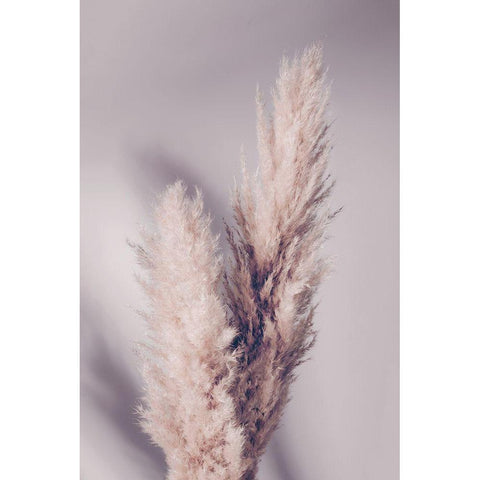 Pampas Grass White Modern Wood Framed Art Print by Artographie Studio