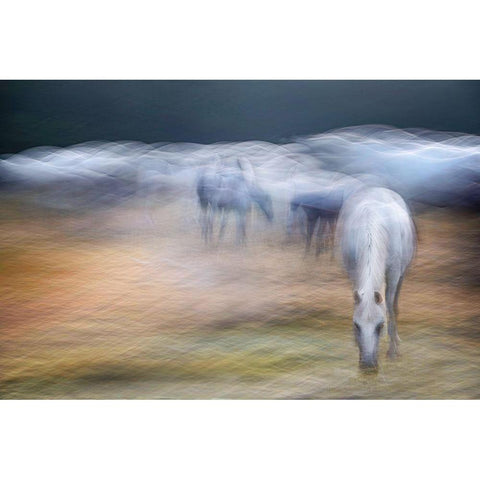 On the Pasture Black Modern Wood Framed Art Print with Double Matting by Malovrh, Milan