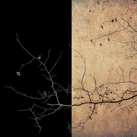 Last Berries Black Modern Wood Framed Art Print with Double Matting by Novichikhin, Evgenii