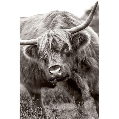 The Bull Black Modern Wood Framed Art Print with Double Matting by Parker, Jacky