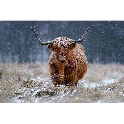 Snowy Highland cow Gold Ornate Wood Framed Art Print with Double Matting by Guijt, Richard