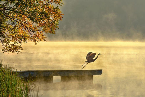 Morning flight Black Ornate Wood Framed Art Print with Double Matting by Zhang, Eric