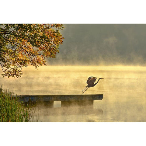 Morning flight Black Modern Wood Framed Art Print with Double Matting by Zhang, Eric