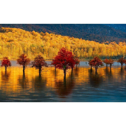 Golden Sunset Black Modern Wood Framed Art Print by Fallahzadeh, Ali