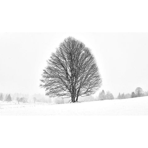 Lonely Tree II White Modern Wood Framed Art Print by Froyda, Martin