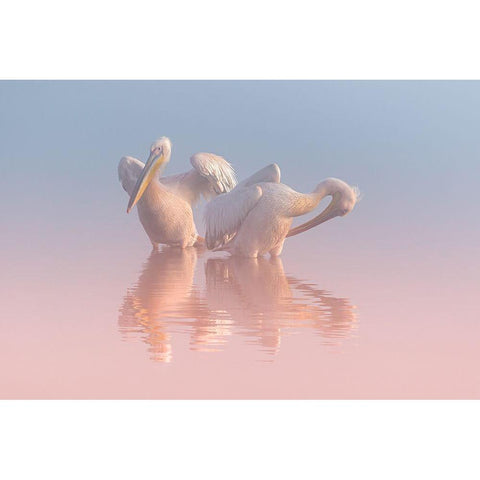 Two Pelicans White Modern Wood Framed Art Print by Rublina, Natalia