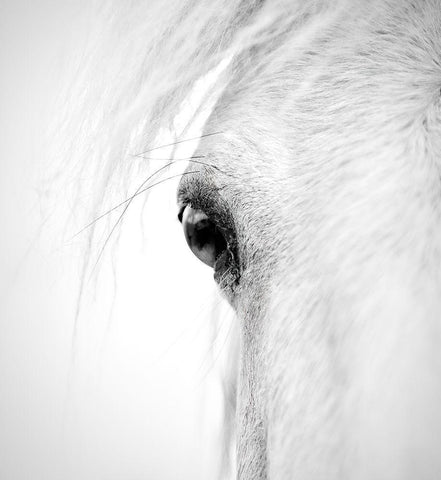 Horse Eye White Modern Wood Framed Art Print with Double Matting by Zhao, Alex