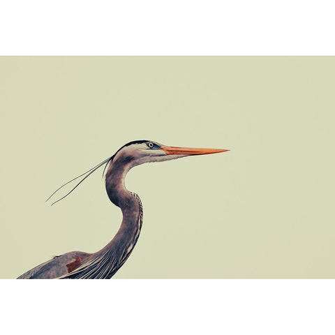 Heron Black Modern Wood Framed Art Print with Double Matting by Viola, Vincenzo