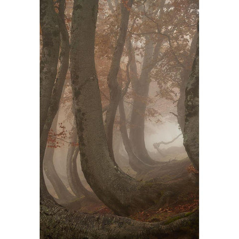 Twisted Beeches Black Modern Wood Framed Art Print with Double Matting by Marchegiani, Roberto