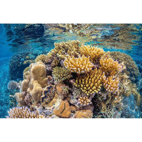 Reef of Mayotte White Modern Wood Framed Art Print by Gabriel, Barathieu