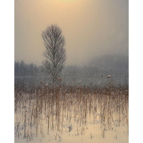 Lonely Tree White Modern Wood Framed Art Print by Gialopoulos, Anastasios