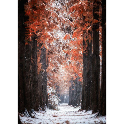 Snowy Day White Modern Wood Framed Art Print by Seo, Tiger