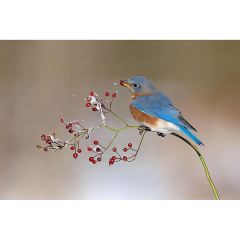 Blue Bird in Winter White Modern Wood Framed Art Print by Chen, Jia