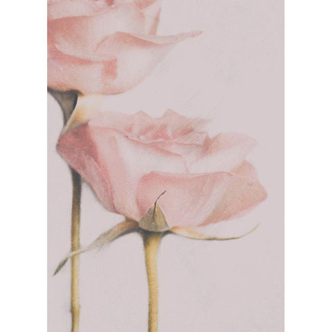 Two Roses White Modern Wood Framed Art Print by Devos, Delphine