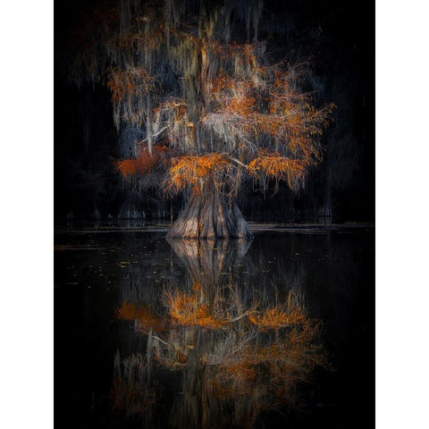 Cypress Reflection White Modern Wood Framed Art Print by Zheng, Michael