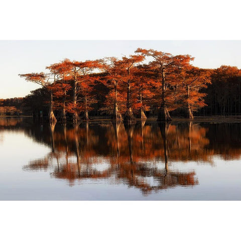 Reflection of Caddo Lake Black Modern Wood Framed Art Print with Double Matting by Chen, Janice W.