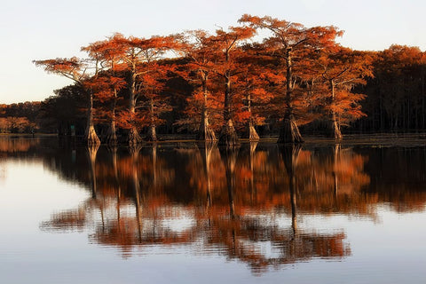 Reflection of Caddo Lake Black Ornate Wood Framed Art Print with Double Matting by Chen, Janice W.