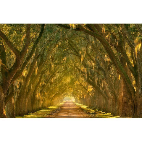 Illumination Alley White Modern Wood Framed Art Print by Moore, Chris