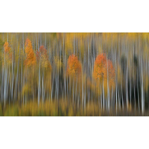 Fall Impression #2 Black Modern Wood Framed Art Print with Double Matting by Austin