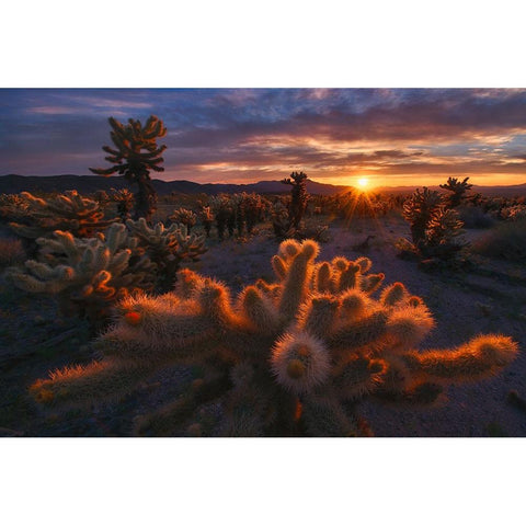 Cholla Garden Gold Ornate Wood Framed Art Print with Double Matting by CIA, INIGO